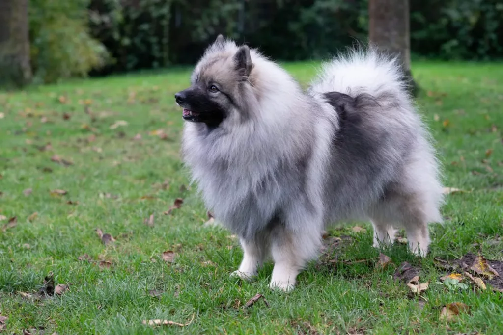 Ein flauschiger Wolfsspitz steht aufmerksam im Profil auf einer grünen Wiese.