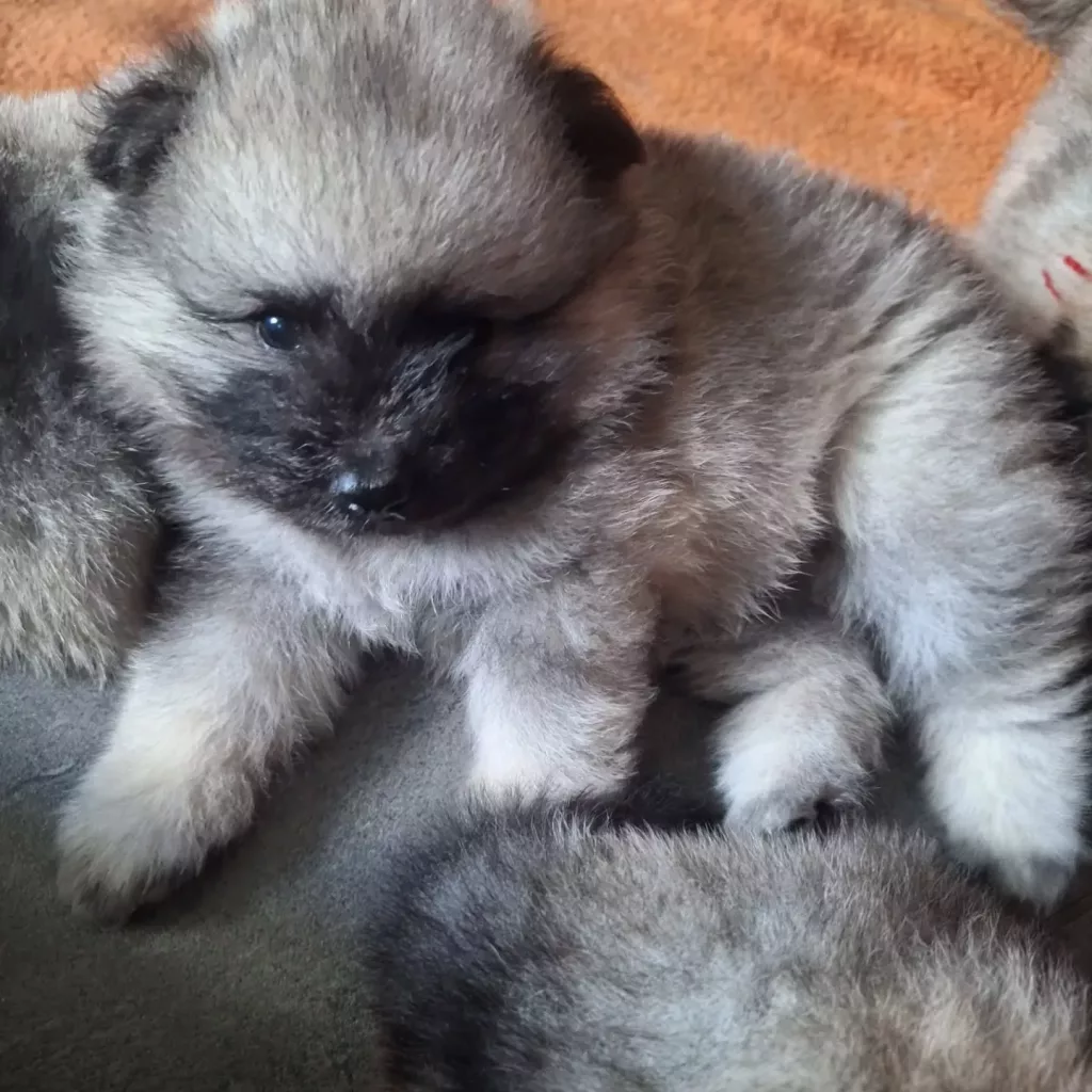 Welpe aus unserer geprüften Wolfsspitz Zucht: Ein kleiner, flauschiger Rassehund (Wolfsspitz Welpen NRW, VDH) schaut aufmerksam in die Kamera.
