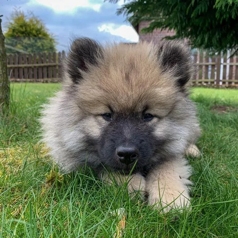 Ein gesunder Wolfsspitz Welpe aus unserer geprüften VDH-Zucht geniesst den Auslauf im Garten (Hundezüchter NRW, Wolfsspitz Züchter NRW, Welpen Ruhrgebiet)