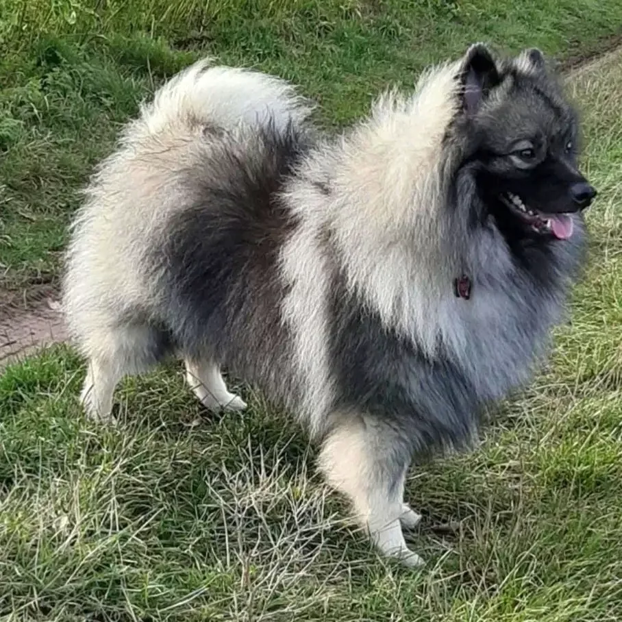 Wolffspitz aus dem Kennel Nellys Wolfspitze