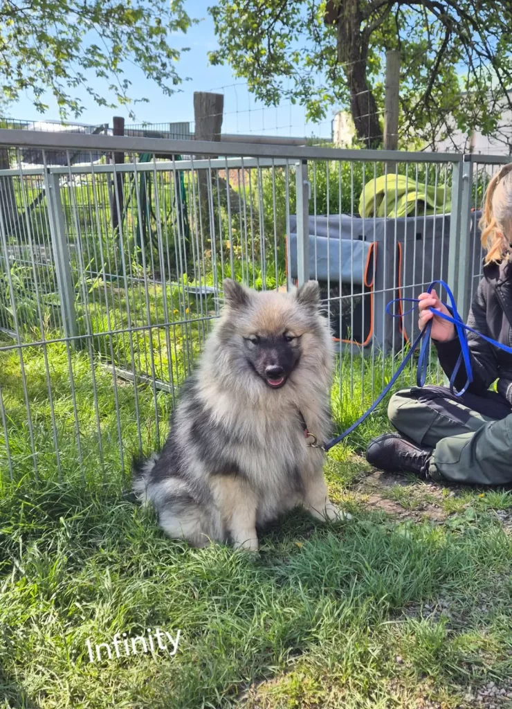 Unsere Wolfsspitzhündin Infinty