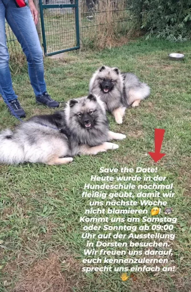 Save the Date! Heute wurde in der Hundeschule nochmal fleißig geübt, damit wir uns nächste Woche nicht blamieren 🤭🐺! Kommt uns am Samstag oder Sonntag ab 09:00 Uhr auf der Ausstellung in Dorsten besuchen. Wir freuen uns darauf, euch kennenzulernen – sprecht uns einfach an!